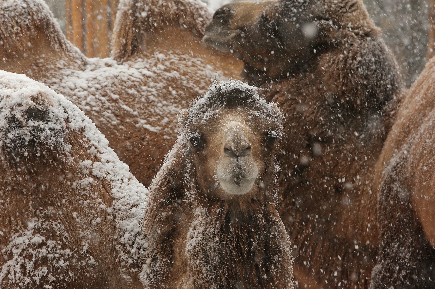 First snow covers the Zoo